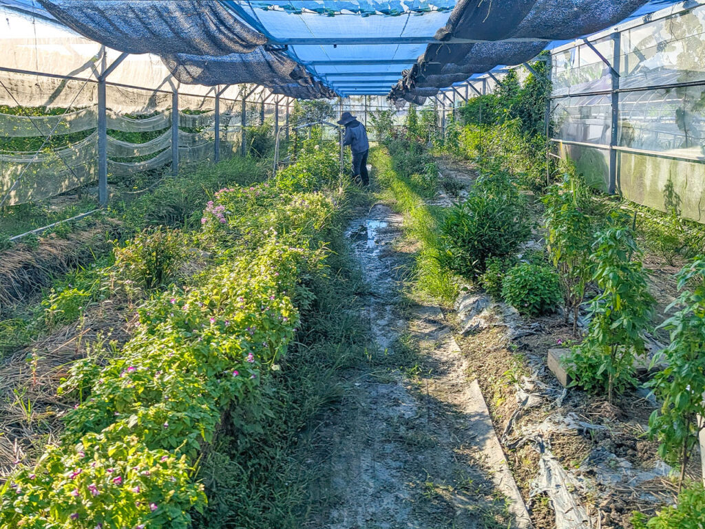 【視察交流】無農薬ハーブ畑訪問と試食体験  〜沖縄産ハーブでもっと価値ある一皿へ〜