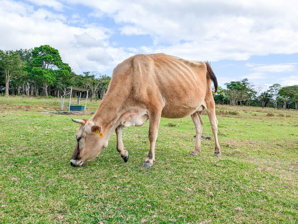 【視察交流】希少な仔牛肉に出会う やんばる牧場視察 〜命の循環を料理の付加価値へ〜