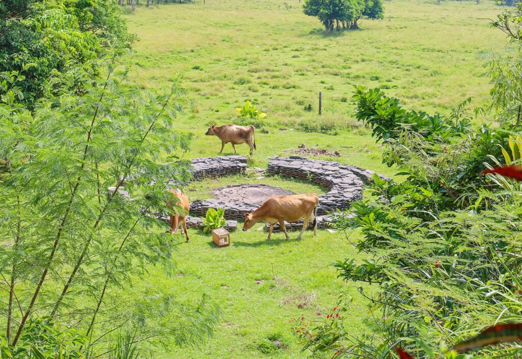 【開催レポート】やんばるの大自然で体感する“循環型放牧”と希少な国産仔牛肉の価値